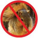No squirrel